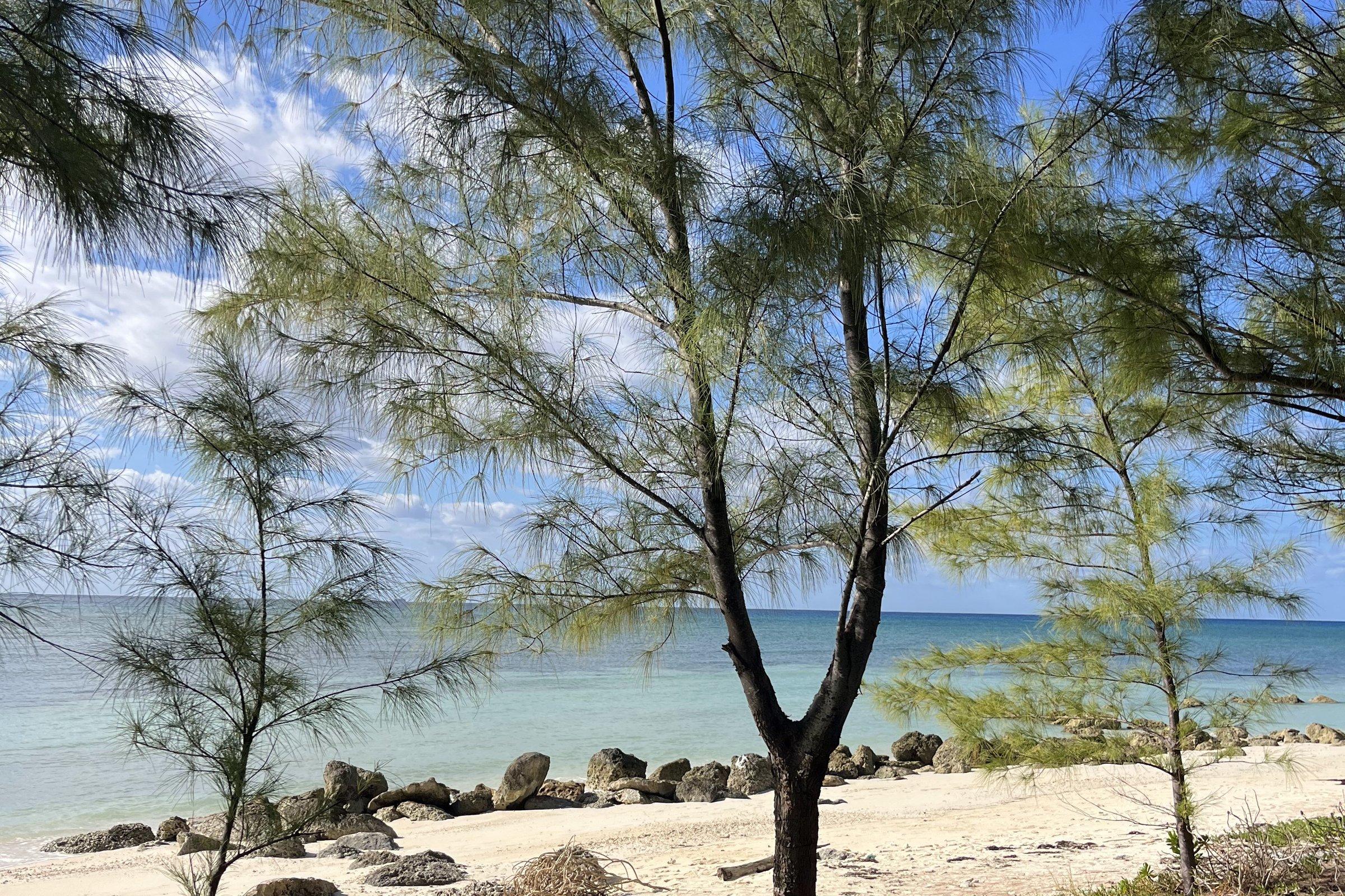Casuarina trees above a quiet Bahamian beach